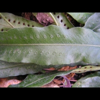 Pleopeltis Percussa (fam Polydiacees) (Am tropicale) (2)